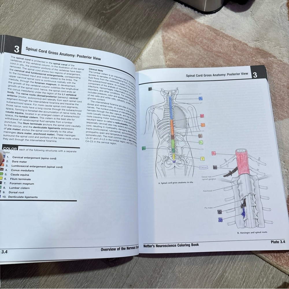 Netter’s Neuroscience Coloring Book - Picture 10 of 11